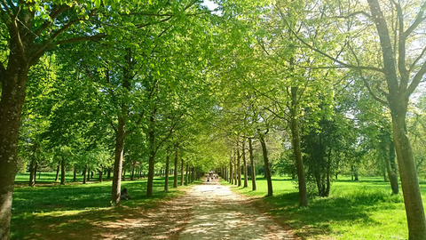 Forêt Domaniale de Versailles