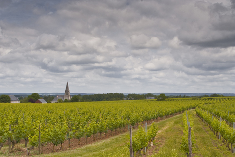 Turquant vignobles, Saumur
