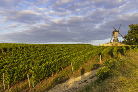 Moulin à vent de La Tranchee et vignoble près de Montsoreau, Pays de la Loire, France