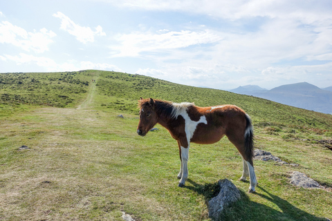 Un petit cheval pottok sauvage sur le flanc de la montagne Ursuya au Pays Basque