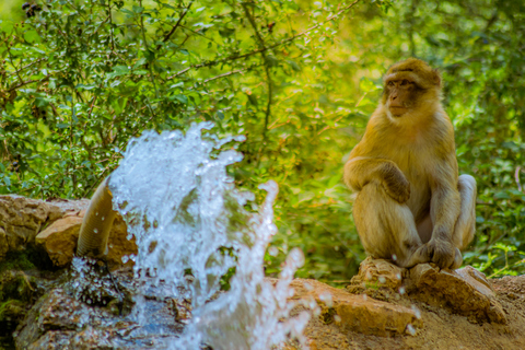 Vallée des Singes 