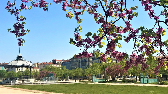 Valence France Champs de Mars et son Peynet Kiosque aux arbres à fleurs roses