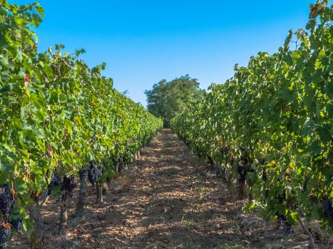 Vignobles Loire accessibles en train