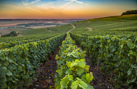 Vignobles Champagne accessibles en train