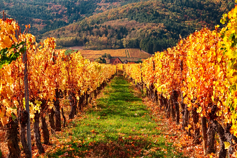 Vignobles Alsace en train