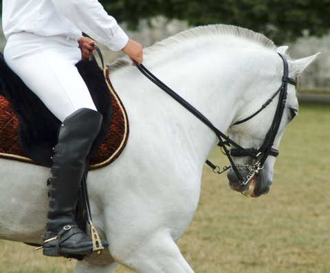 Cavalier sur cheval blanc