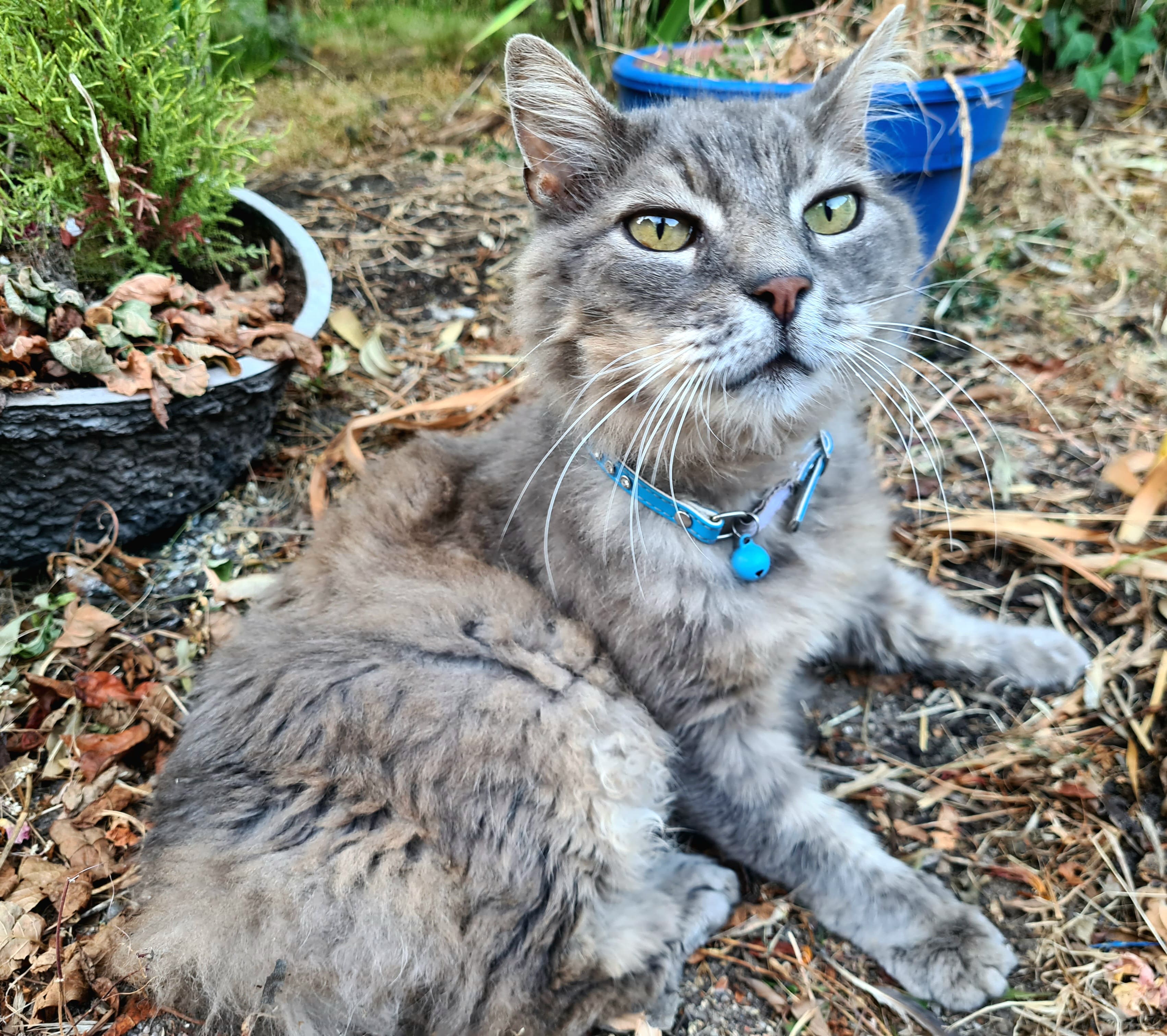 Chaton Lakota