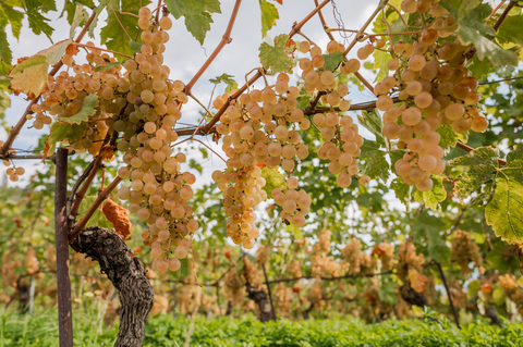 Chasselas de Moissac