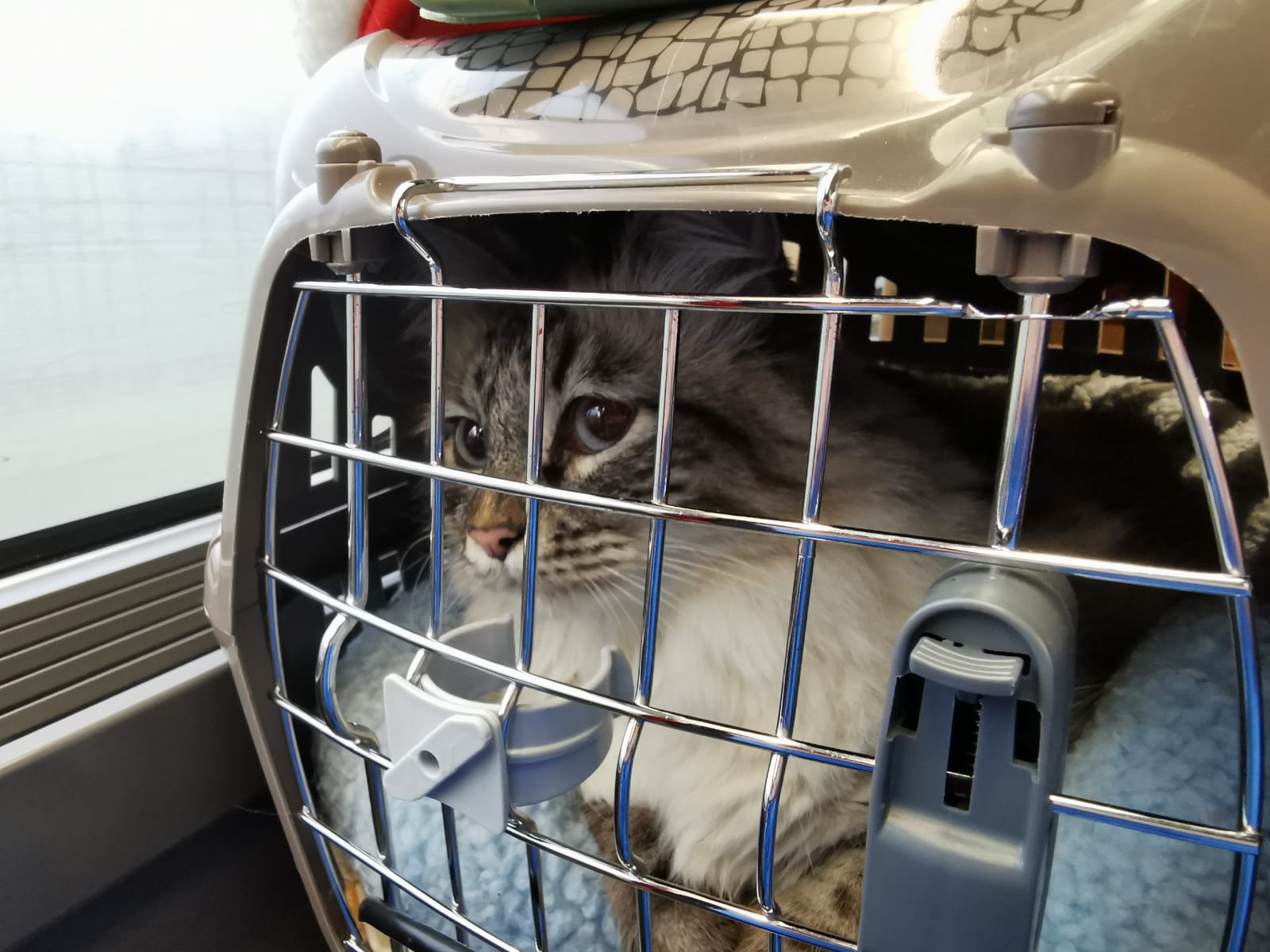 chat caisse de transport