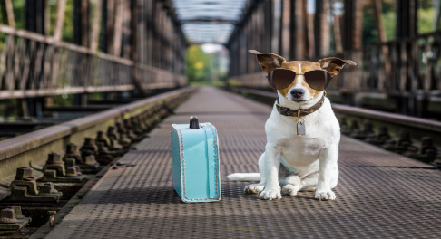 voyager avec son chien - train