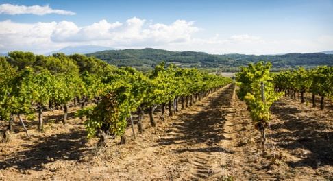 Vignobles accessibles en train