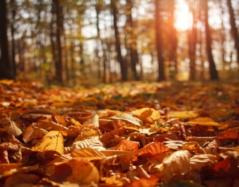 we automne