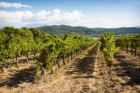 Vignobles accessibles en train