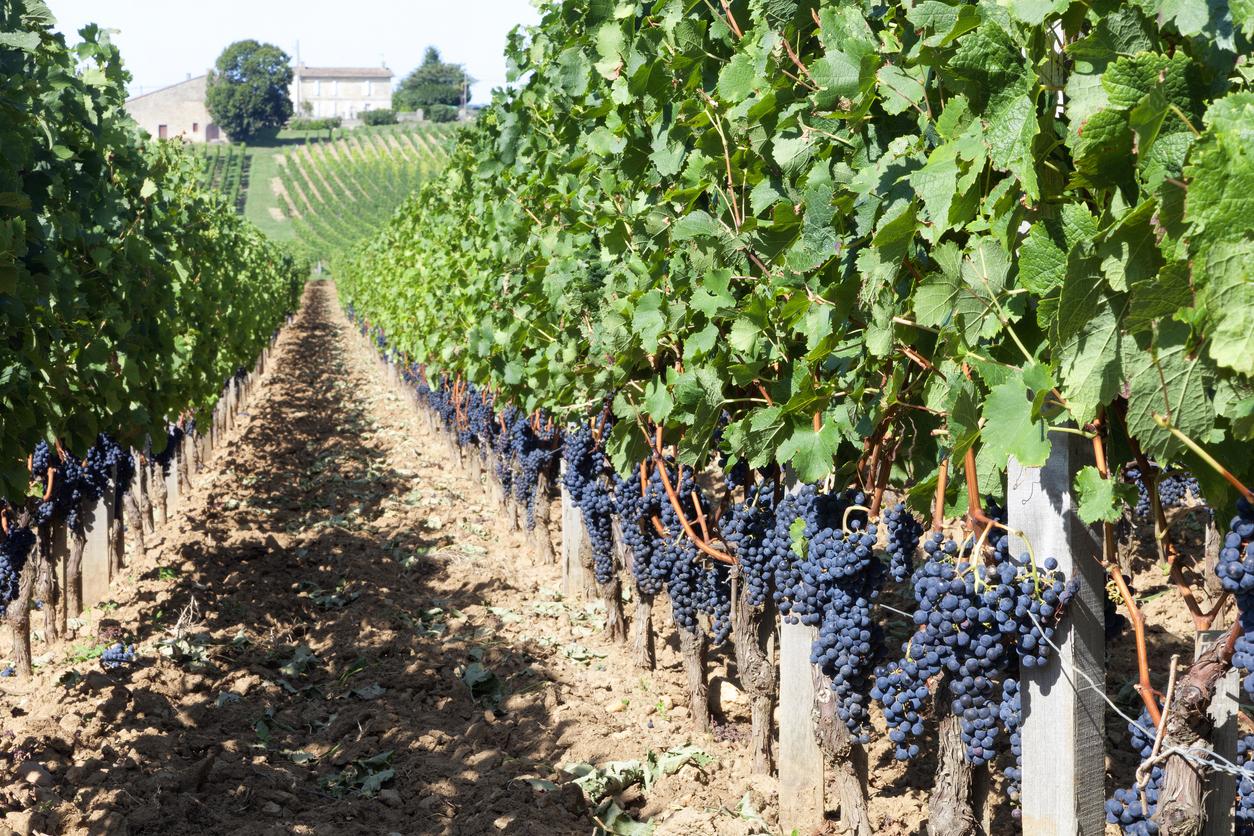 Bordeaux vignoble