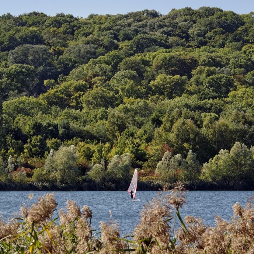Une personne faisant de la planche à voile sur un lac bordé d’arbres.
